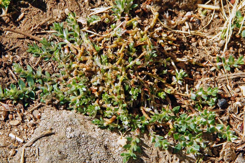 Paronychia polygonifolia